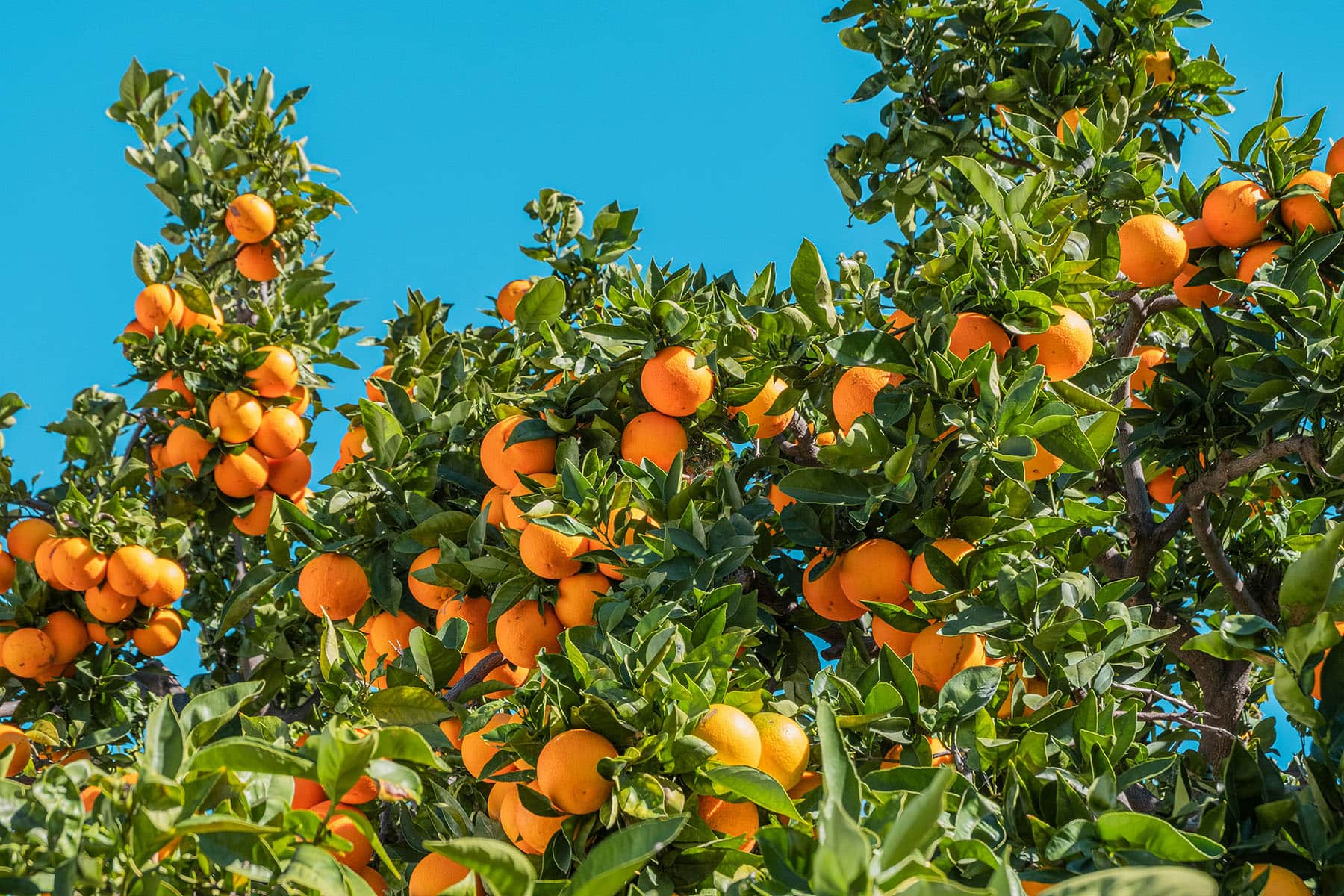 what to eat after tummy tuck and lipo